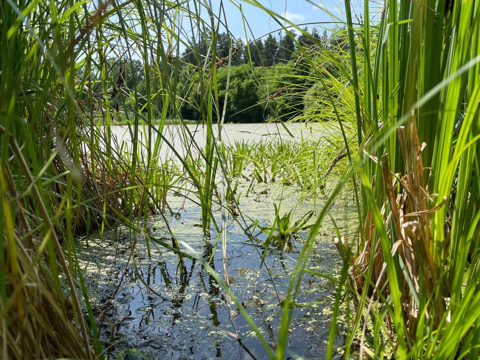 Всесвітній день охорони водно-болотних угідь