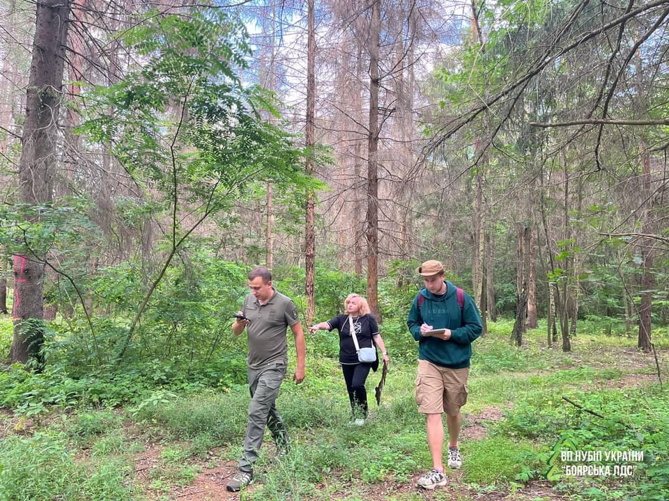 Ялинові ліси під загрозою: чому це важливо для кожного з нас?