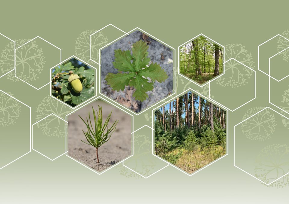 Міжнародна конференція з нагоди 100-річчя Боярської ЛДС: підсумки та збірник тез доповідей