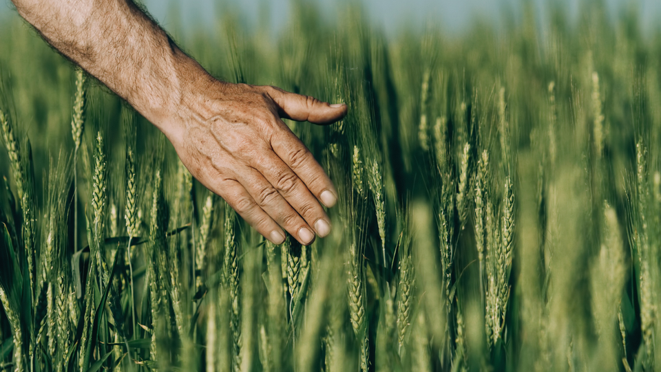 З Днем працівників сільського господарства України!