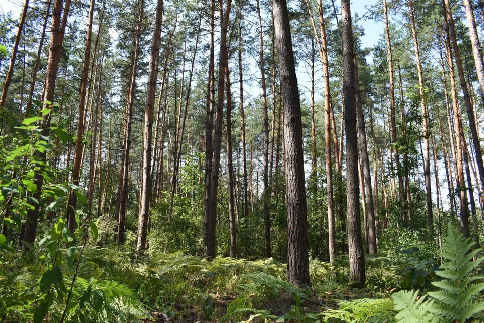 Проведено лісопатологічне обстеження лісових насаджень ВП НУБіП України "Боярська ЛДС"