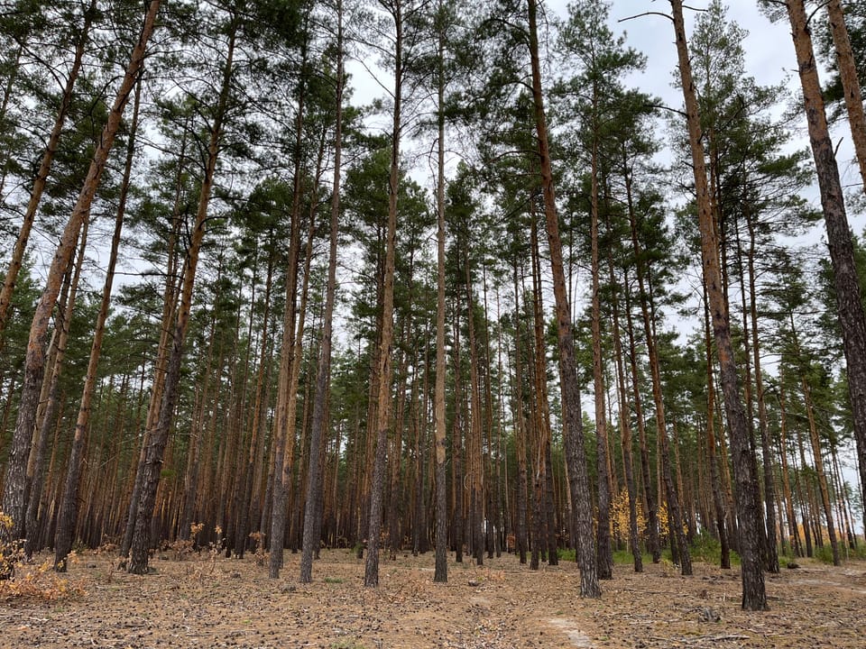 Було проведене попереднє натурне обстеження лісових ділянок на предмет призначення їх в рубку головного користування на 2017 рік.