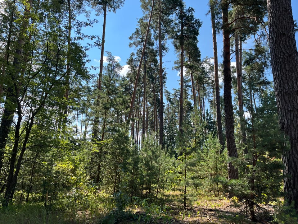 Чому «дрейфує» сосна?