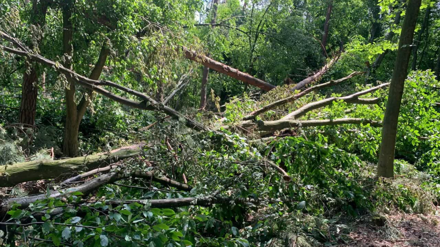 Стихія нещадна до лісу.