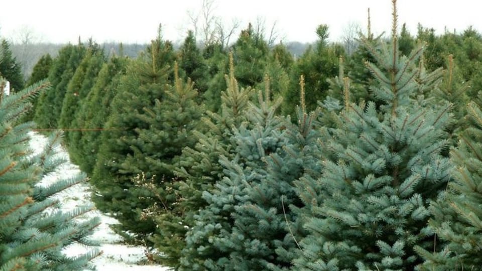 Як виростити ялинку?