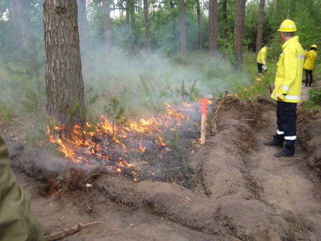 На базі ВП НУБіП України "Боярська ЛДС" разом з УкрНДІЦЗ провели дослідження ефективності загороджувальних смуг для локалізації пожеж природних екосистем із застосуванням речовин із вогнезахисними властивостями.