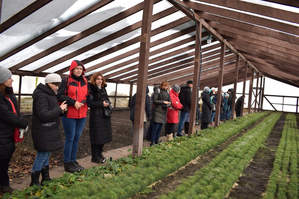 З лісу до домівки: як вирощують, охороняють та реалізовують новорічні ялинки