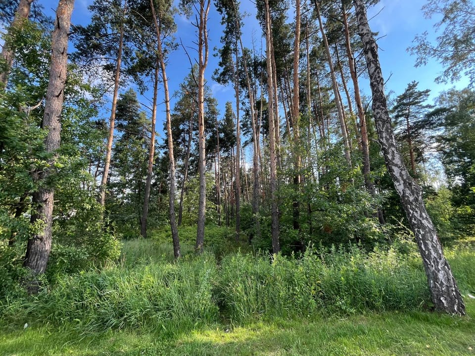 «Санітарно-оздоровчі заходи із захисту лісів не слід плутати з їхньою вирубкою»