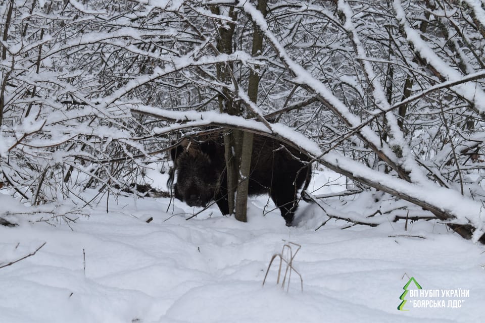 ЗИМОВА ПІДГОДІВЛЯ МИСЛИВСЬКИХ ТВАРИН НА ТЕРИТОРІЇ БОЯРСЬКОЇ ЛДС