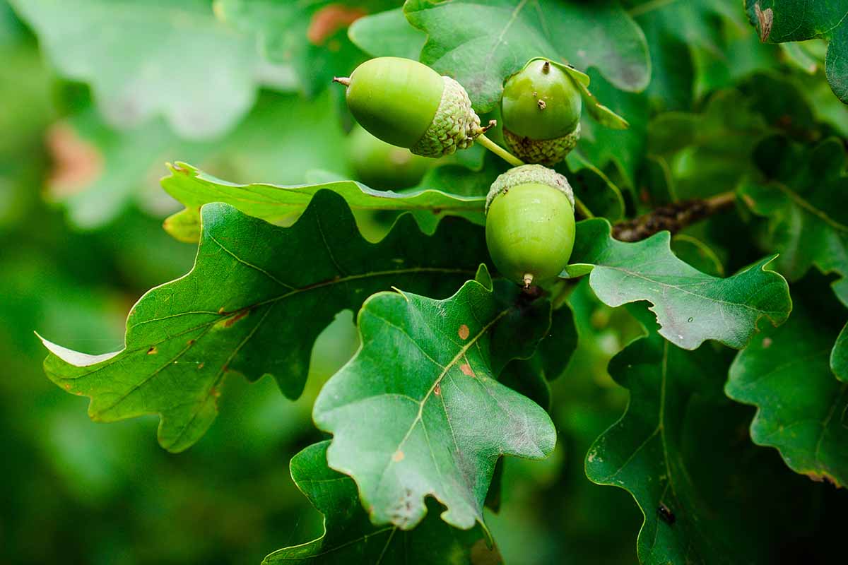 Багатовіковий дуб, який зростає на території Боярської лісової дослідної станції отримав природоохоронний статус!