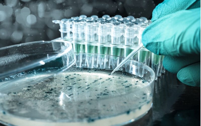 Живильне середовище – основний чинник успішного культивування ізольованих тканин деревних рослин в умовах in vitro