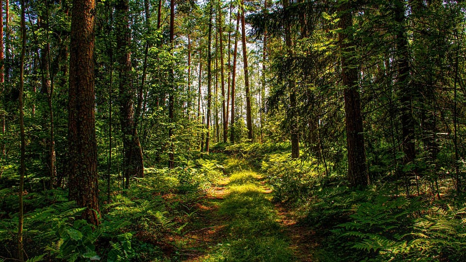 Міжнародна науково-практична конференція «Відновлення, охорона й збереження рослинного світу лісів України в умовах техногенного навантаження та змін клімату»