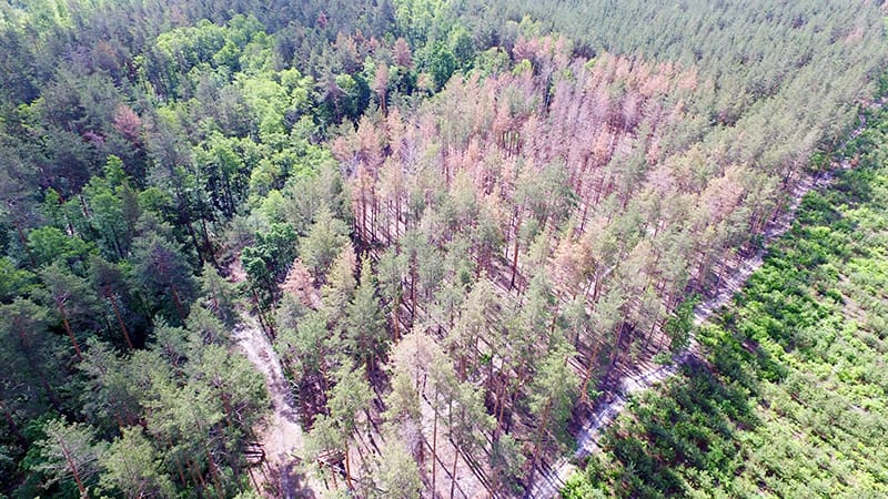 Соснові ліси: сучасний стан, існуючі проблеми та шляхи їх вирішення