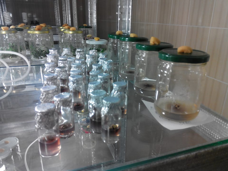 Переддипломна виробнича практика магістрів ННІ Лісового і садово-паркового господарства НУБіП України