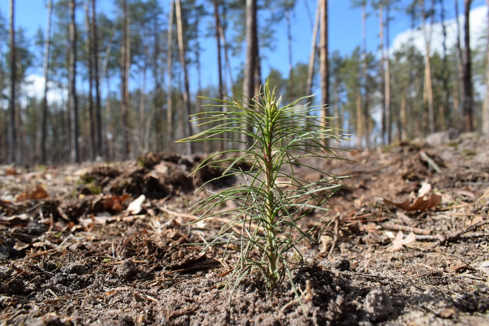 Syngenta Україна долучилась до заходів з відтворення лісів