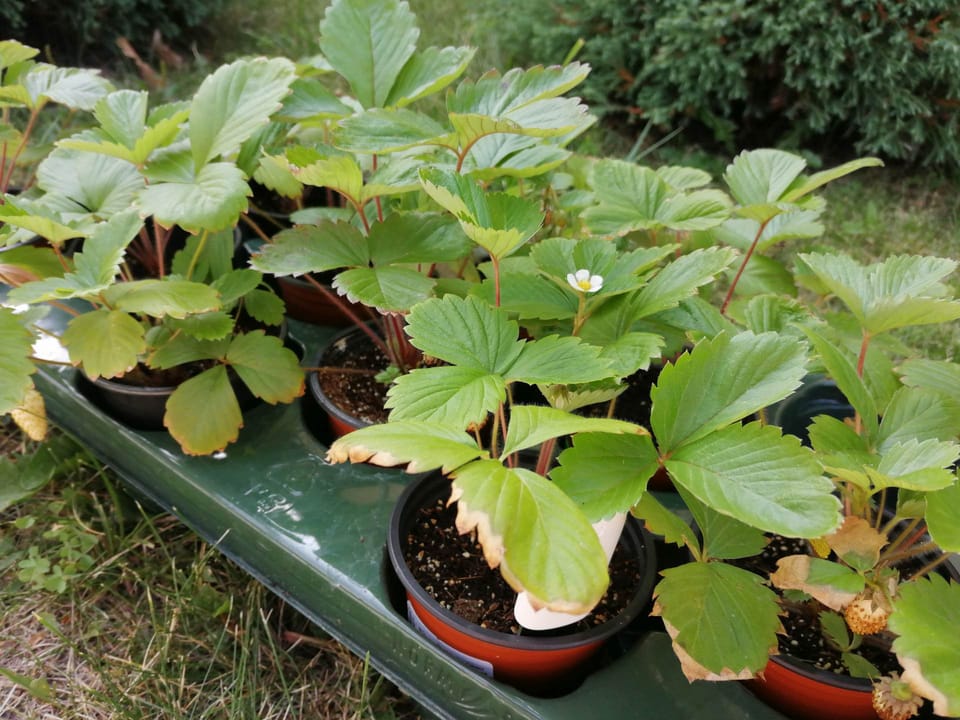 Садивний матеріал суниці садової in vitro: із пробірки у відкритий ґрунт