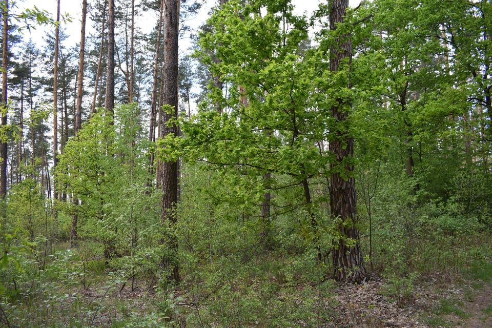 ОГОЛОШЕННЯ про початок громадського обговорення звіту з оцінки впливу на довкілля