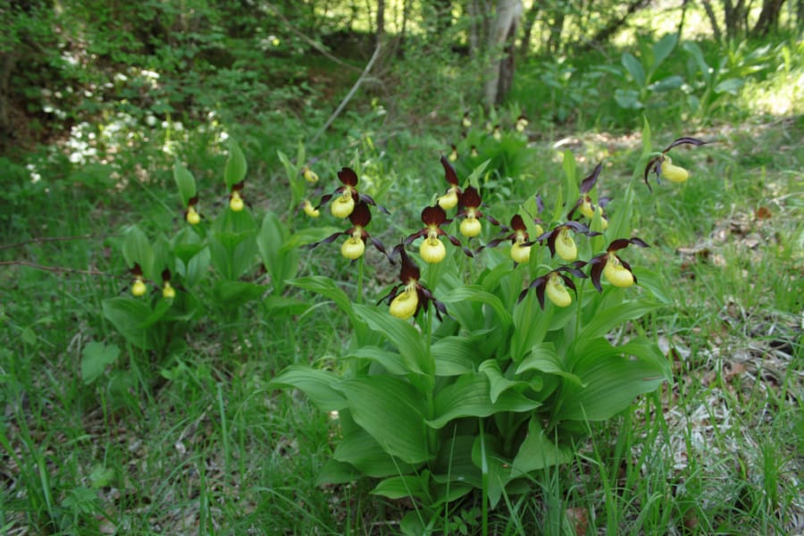 Рідкісна краса, яку варто берегти!