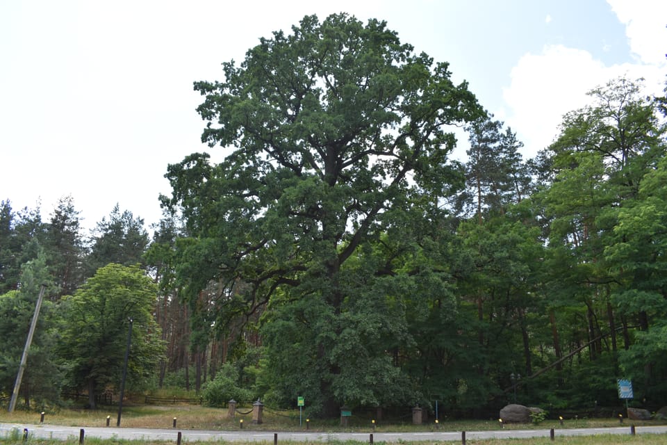 Ходосіївський дуб (Quercus robur L.) - справжній свідок минулого!