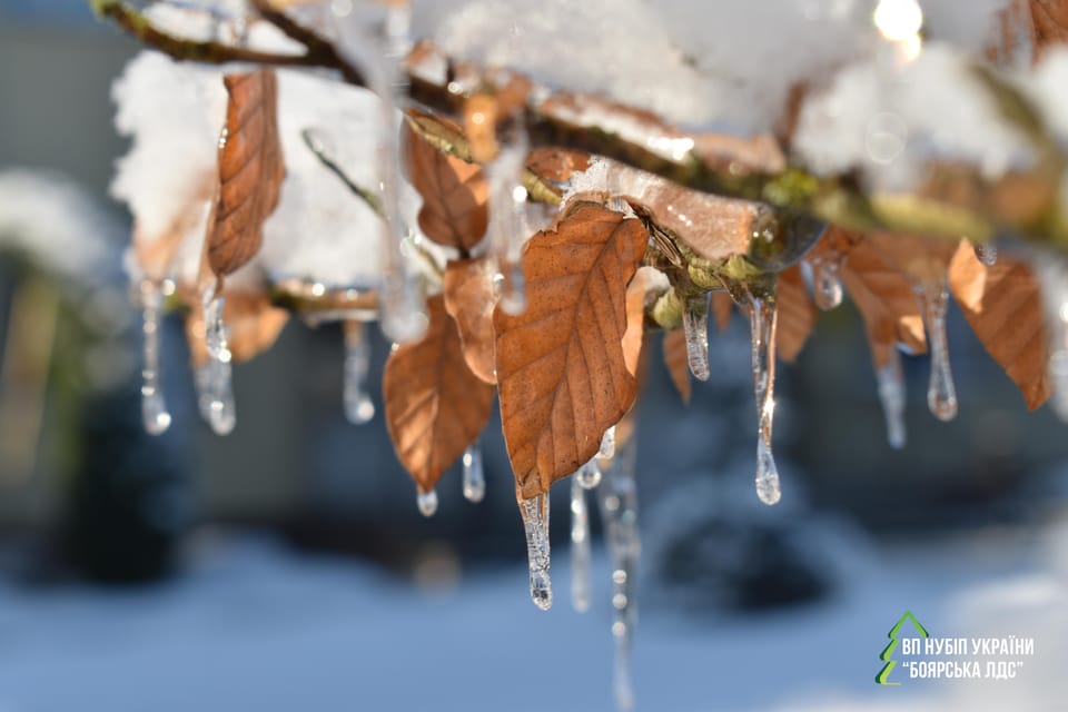 Морозний січень
