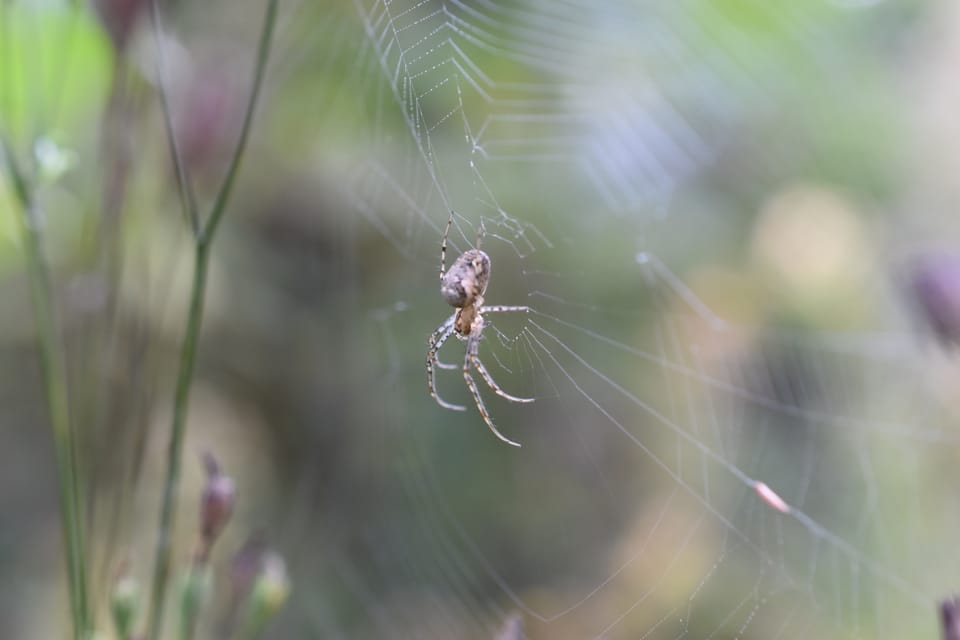 Павуки – важливі компоненти природних екосистем!
