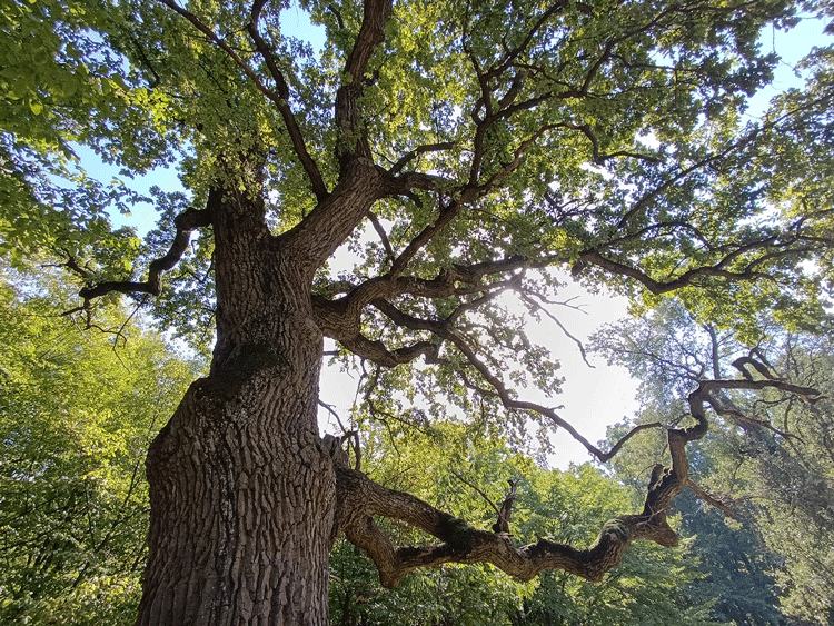 ВІДКРИВАЄМО НОВІ НАУКОВІ ГОРИЗОНТИ З ДУБОМ IN VITRO!