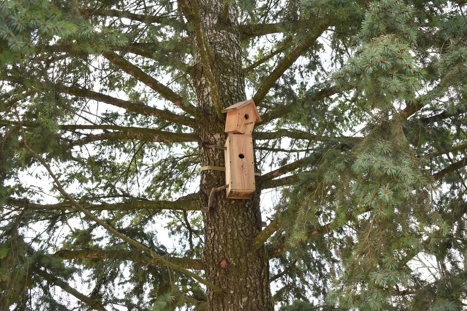 1 квітня – Міжнародний День птахів (International Birds Day)!