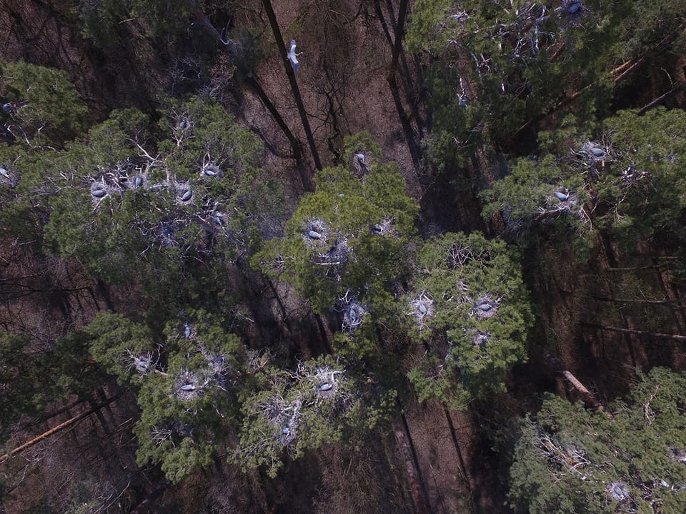 Унікальне поселення Чаплі сірої оберігають лісівники Боярки