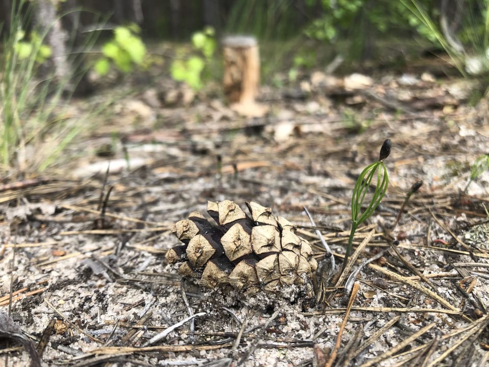 Історія життя могутнього дерева завжди має своє продовження!