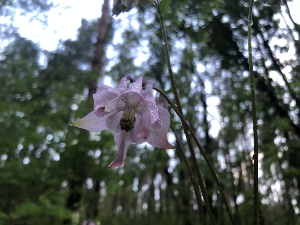 Барви лісів Боярської ЛДС (фото: травень-червень 2020 року)