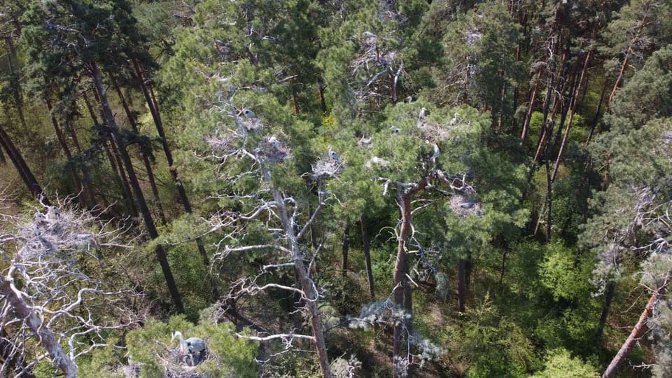 Повернення до місць постійного гніздування Чаплі сірої