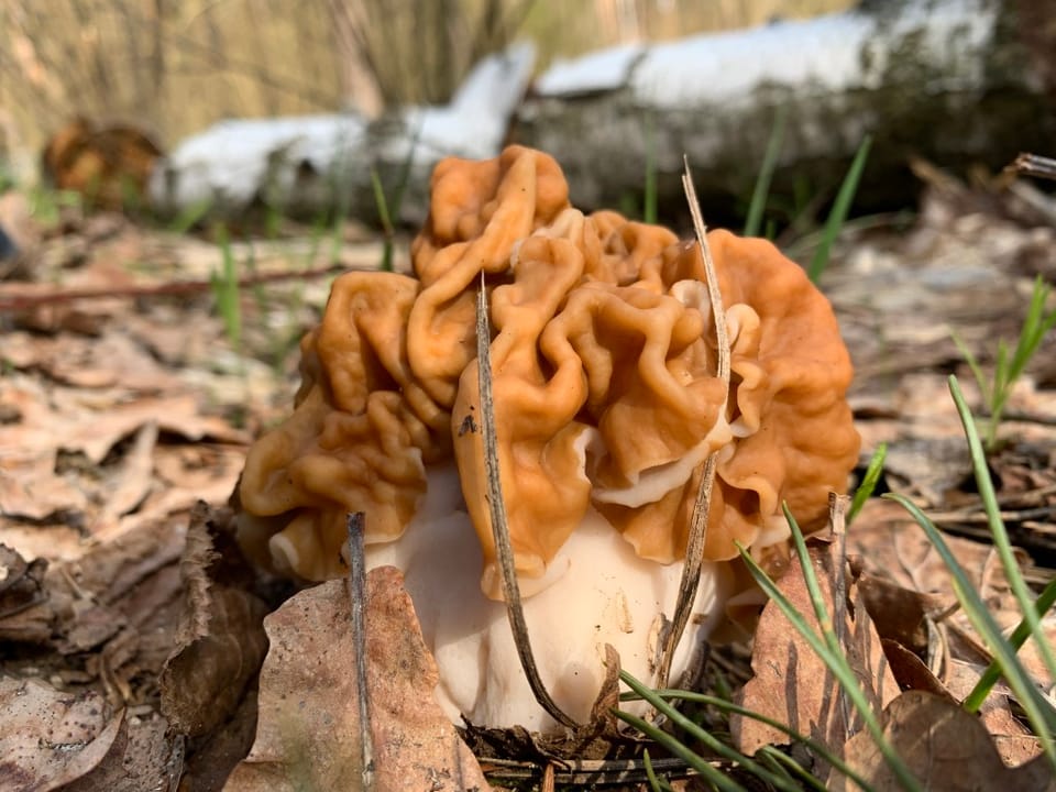 Продовжуємо вивчати представників грибного світу!