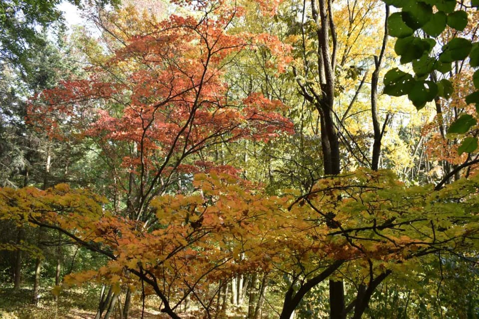 Осінній подарунок від природи: "Бабине літо" у всій своїй красі!