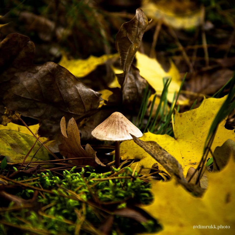 Шарм жовтня: Відтінки казкового місяця у фотографіях
