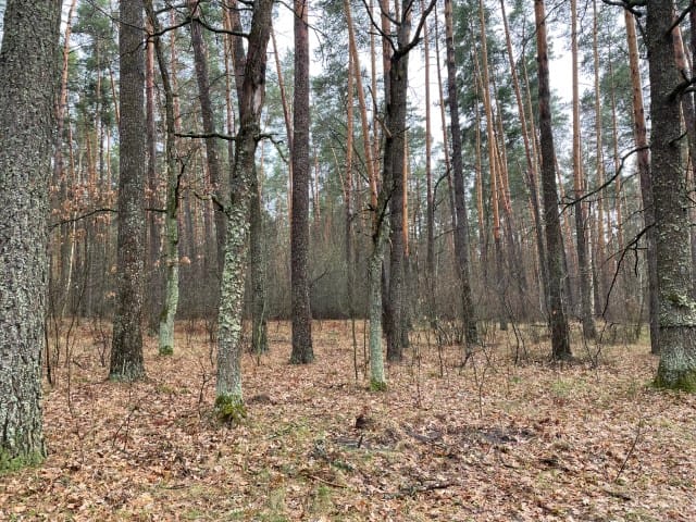 На період дії воєнного стану в Київській області та м. Києві населенню заборонено відвідування лісів!