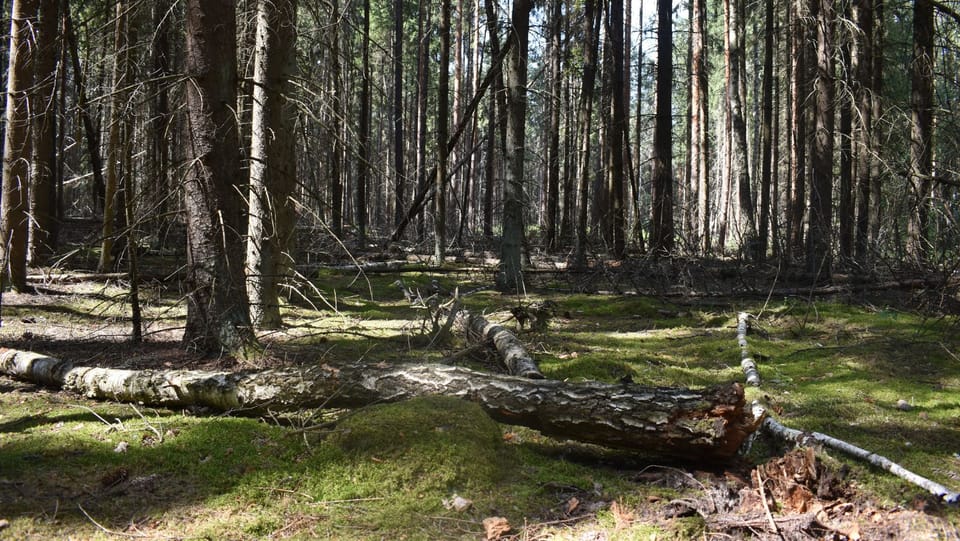 Лісова скарбниця: чому мертва деревина є життєво важливою для лісових екосистем