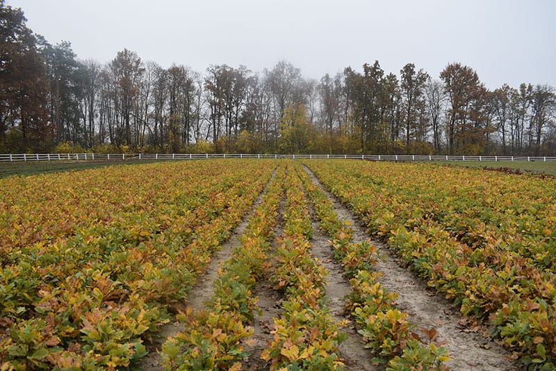 Реалізовуємо сіянці головних лісотвірних видів!