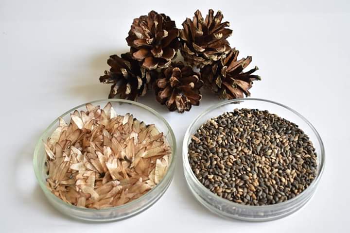 Боярські лісівники для потреб лісовідновлення наступних років заготовили 230 кг насіння сосни звичайної!