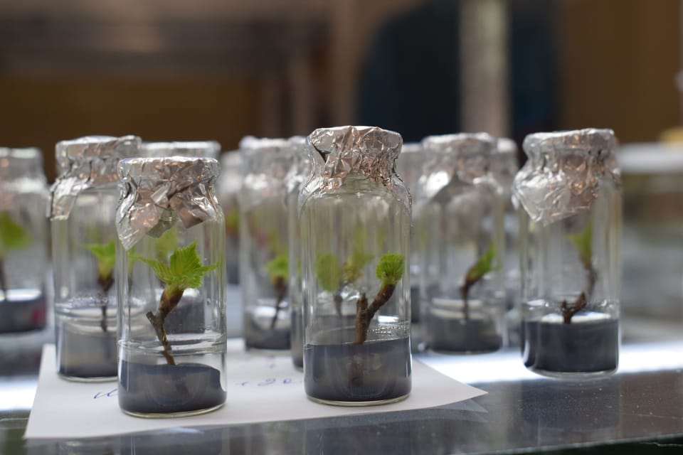 Мікроклональне розмноження рослин гібридної берези латвійської селекції – один із напрямів спільних українсько-білоруських досліджень