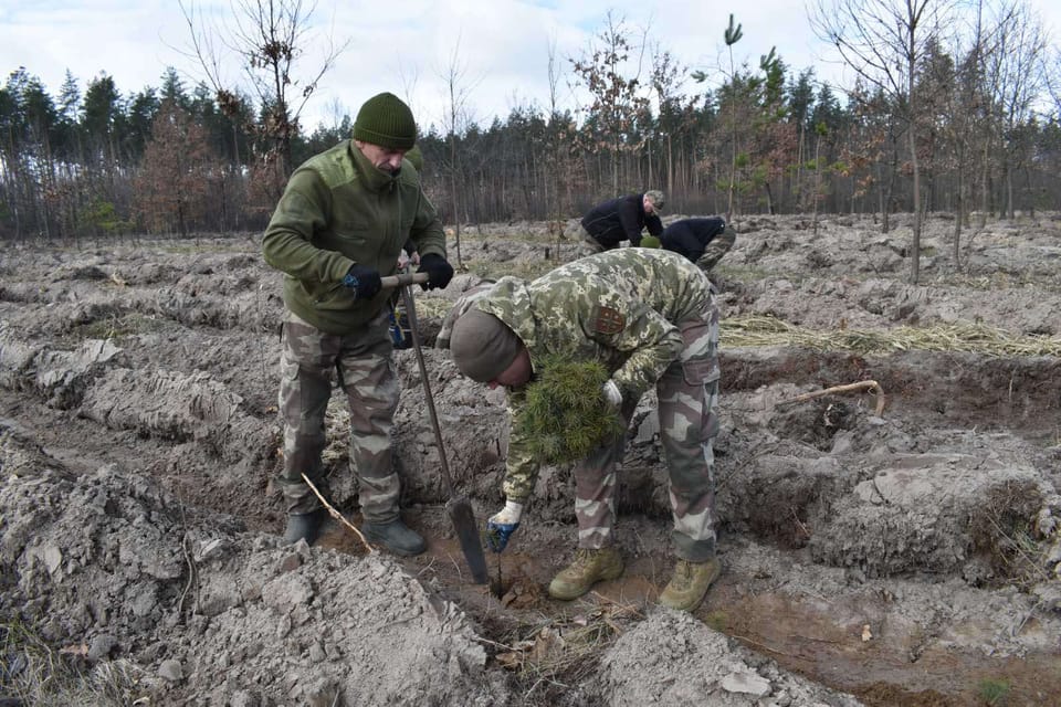 Відновлення лісу після масштабних пожеж, спричинених ворожими обстрілами у березні 2022 р.