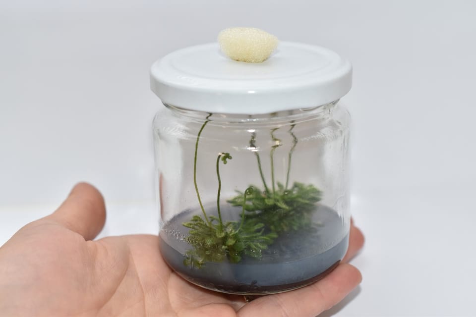 Drosera aliciae: у світі рослин-хижаків!