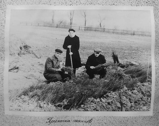 Лісовідновні роботи за участі студентів Київського лісогосподарського інституту в Боярському навчально-дослідному лісгоспі, 1949 р.