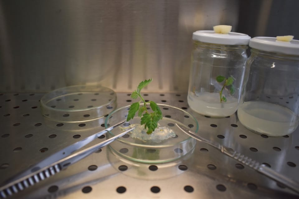 Мікроклональне розмноження дерев!