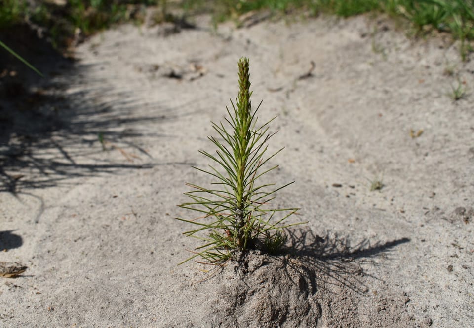 Сьогодні розповімо Вам про перші місяці життя молодого лісу!