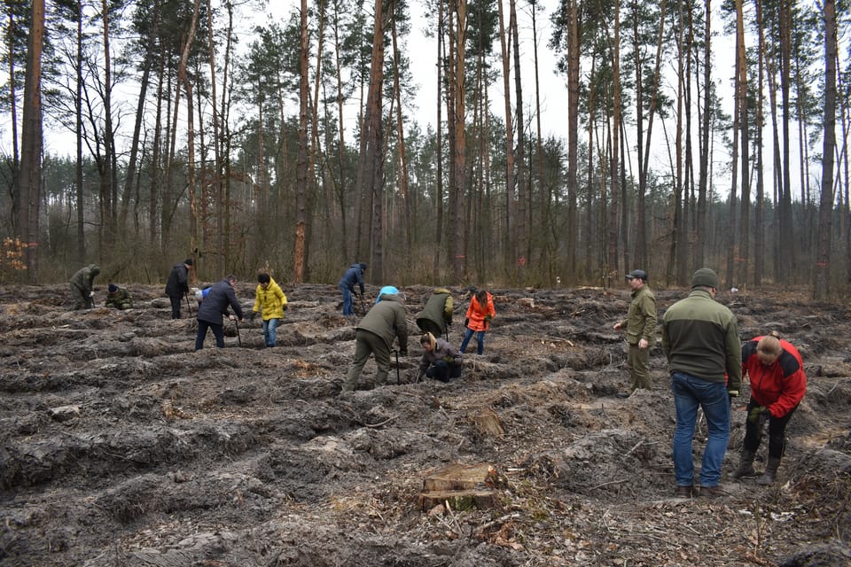 У Боярській лісовій дослідній станції продовжуються заходи з відтворення лісів