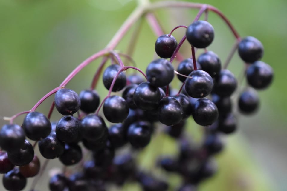 Серпень в об'єктиві