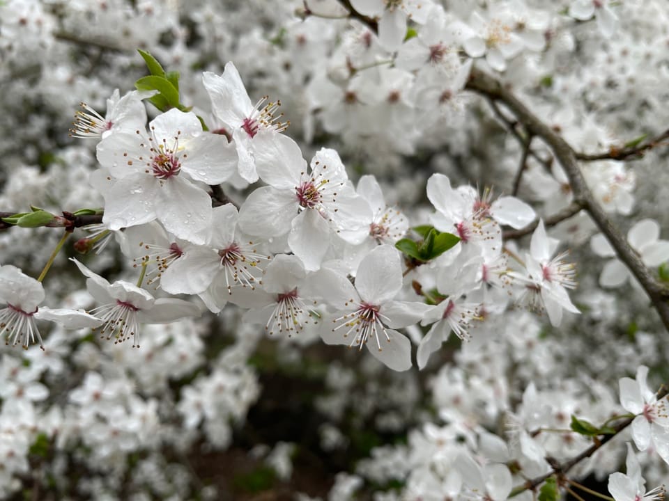 Боярська ЛДС: фотозвіт  за квітень!