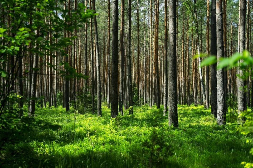 Європейський тиждень лісів