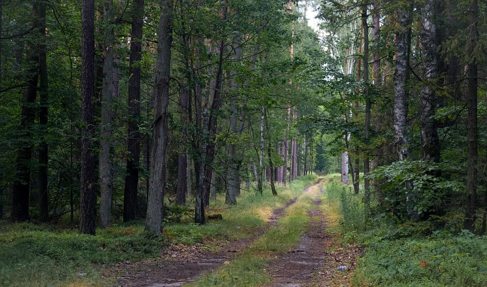 Міжнародна науково-практична конференція «ДОСЛІДЖЕННЯ ЛІСОВИХ ТА УРБАНІЗОВАНИХ ЕКОСИСТЕМ ДЛЯ ЗАБЕЗПЕЧЕННЯ СТАЛОГО РОЗВИТКУ»