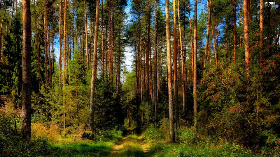 Міжнародна науково-практична конференція «ЛІСІВНИЧА НАУКА: СТАН, ПРОБЛЕМИ, ПЕРСПЕКТИВИ РОЗВИТКУ»